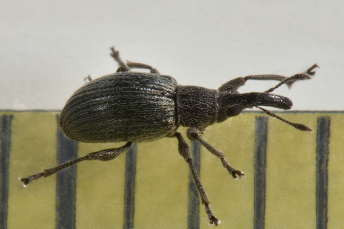Apionidae: Aspidapion  sp?  Sì, Aspidapion radiolus